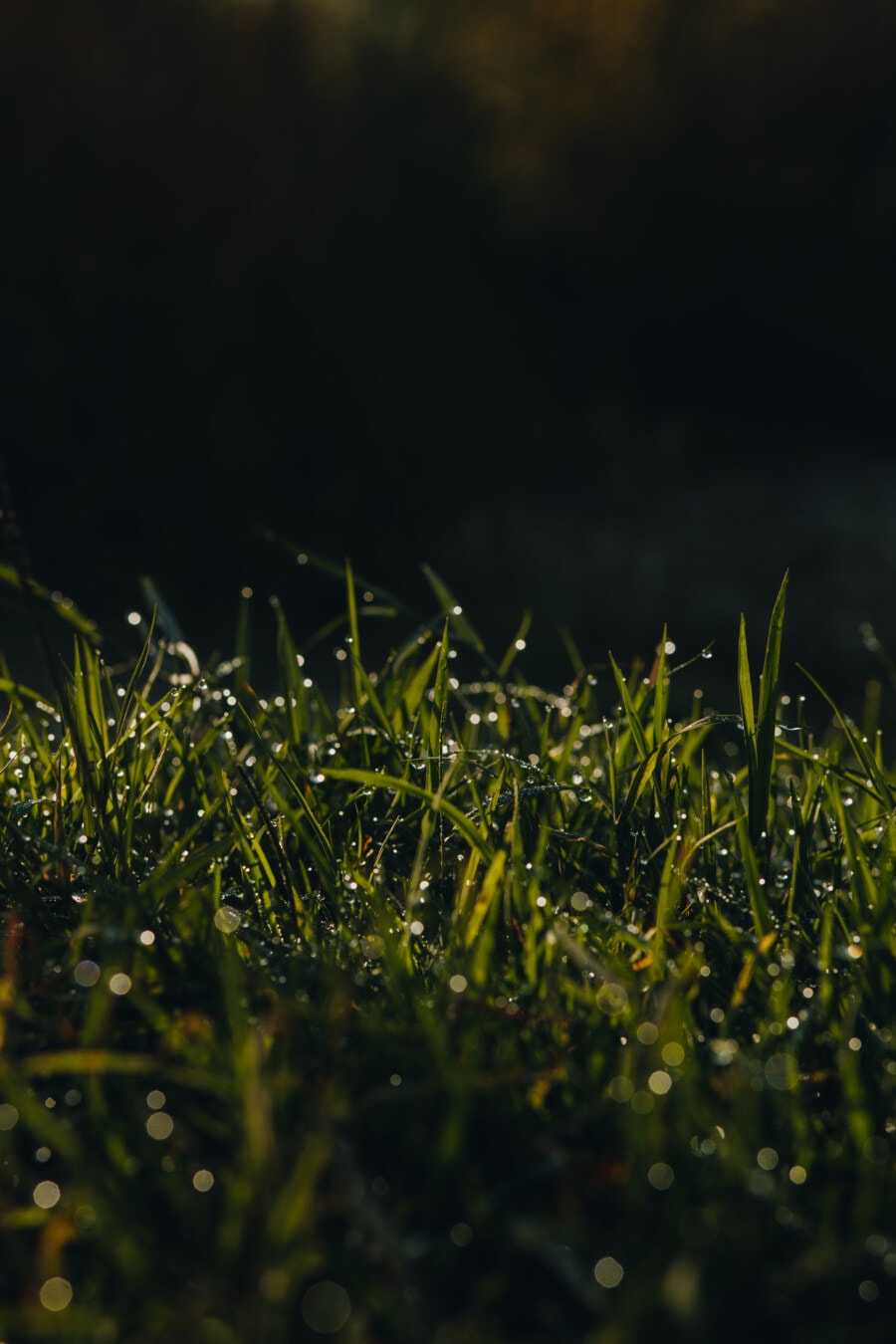 posas, gräsmark, dagg, gräs, fukt, våt, kondens, vattendroppar, sommar, gräsmatta
