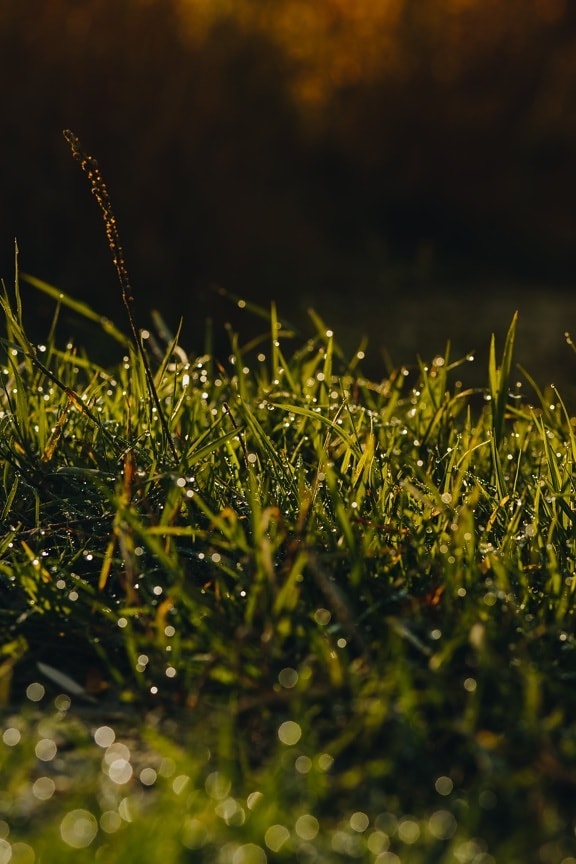 ierboase, iarba de plante, umiditate, roua, până aproape, dimineata, iarbă, iarba, plante, zori de zi
