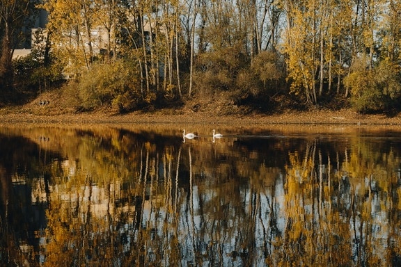 Novembro, beira do lago, outono, cores, amarelo alaranjado, paisagem, idílico, água, árvores, lago