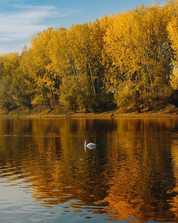 golden glow, lakeside, autumn, swan, swimming, reflection, water level, water, lake, trees