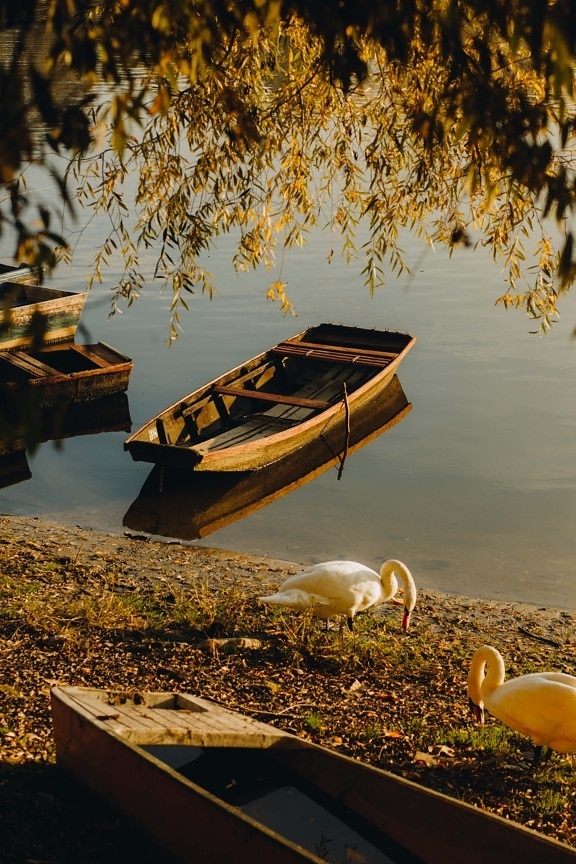осенний сезон, После обеда, солнечный, берег реки, лодки, лебедь, лодка, вода, отражение, озеро