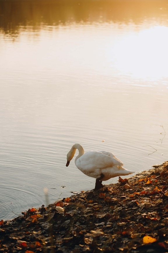 swan, riverbank, sunset, bright, sunlight, aquatic bird, bird, water, lake, dawn