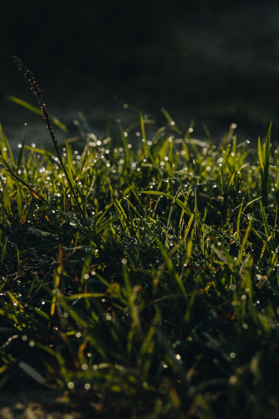 waterdrops, grass plants, moisture, dew, close-up, grassland, wet, grass, plant, outdoors