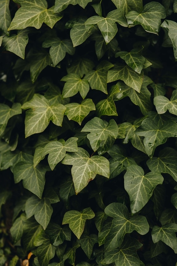 herb, ivy, green leaves, organism, close-up, foliage, leaf, plant, leaves, spring