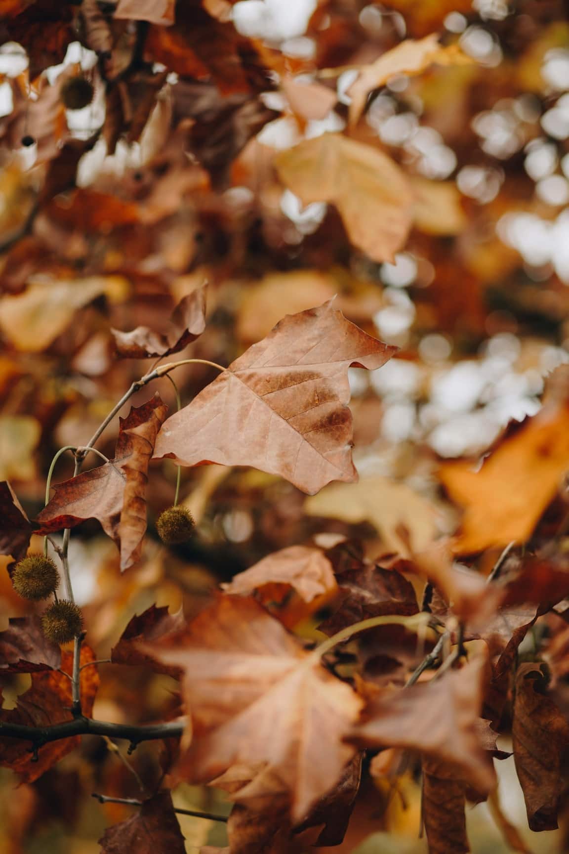 Free picture: branches, dry, autumn season, tree, leaves, nature, leaf ...