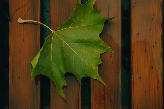 hoja, verde oscuro, tablones de, madera, hojas, naturaleza, textura, color, temporada, natural