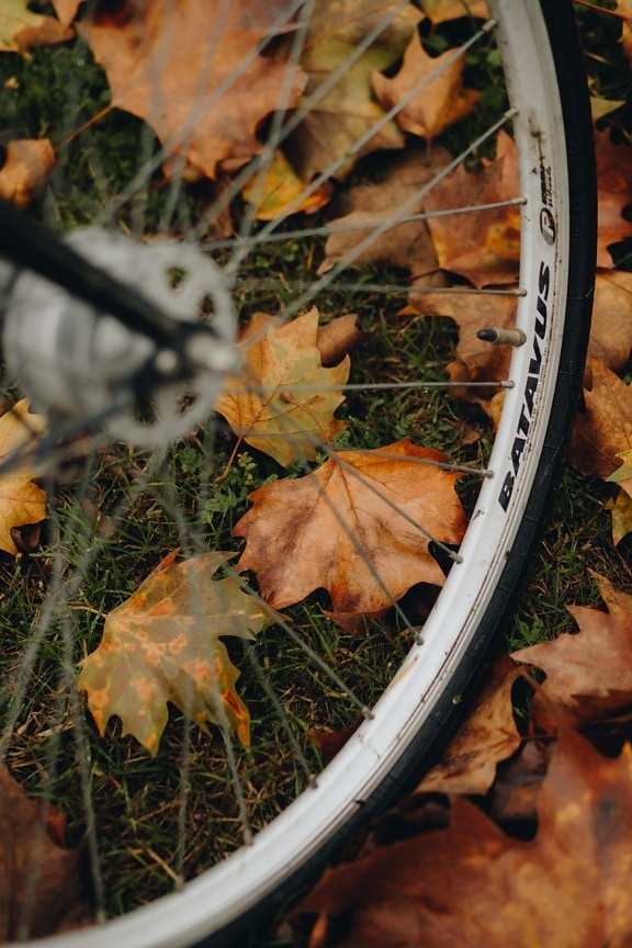 bicikl, guma, aluminij, kotač, izbliza, jesen, priroda, na otvorenom, drvo, tlo