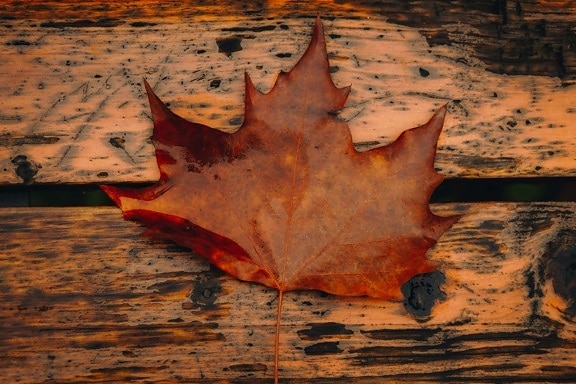 blad, kleur, oranje geel, planken, houten, esdoorn, herfst seizoen, herfst, natuur, hout