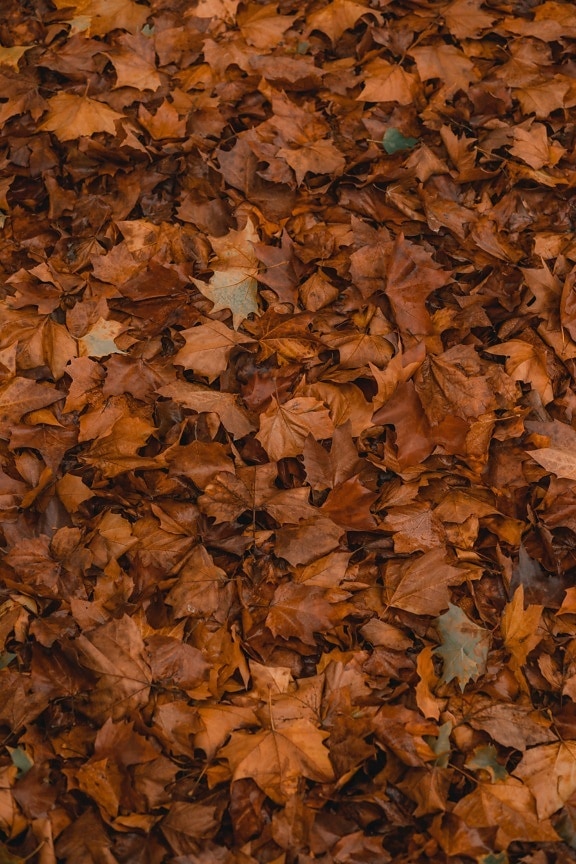 leaves, brown, texture, grounds, autumn season, leaf, pattern, color, maple, nature