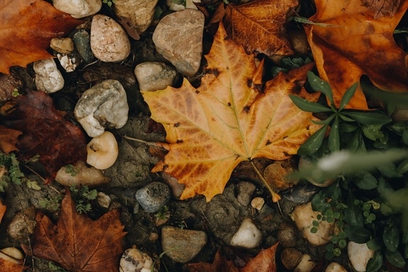 小石, 葉, メープル, ウェット, 地面, 秋のシーズン, 葉, 自然, 秋, 茶色