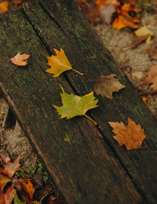 old, bench, wooden, plank, leaves, wet, autumn, season, wood, tree