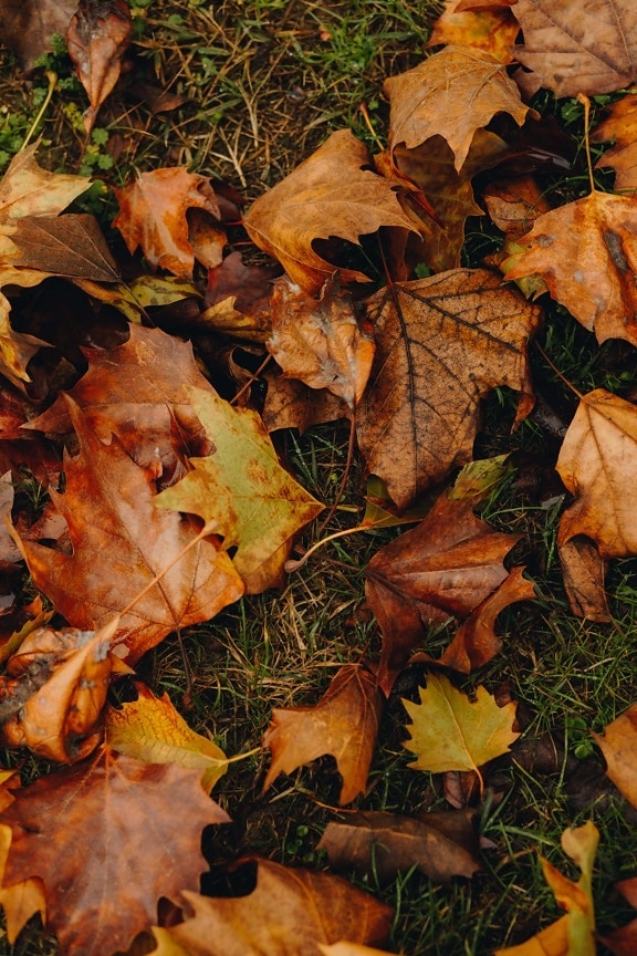 leaves, maple, dry, orange yellow, colors, yellowish brown, wet, ground, yellow, autumn