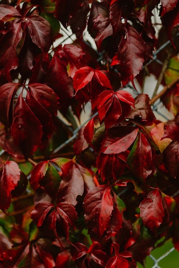 rosso scuro, edera, foglie, erbacce, recinzione, cavi, stagione autunnale, autunno, foglia, pianta