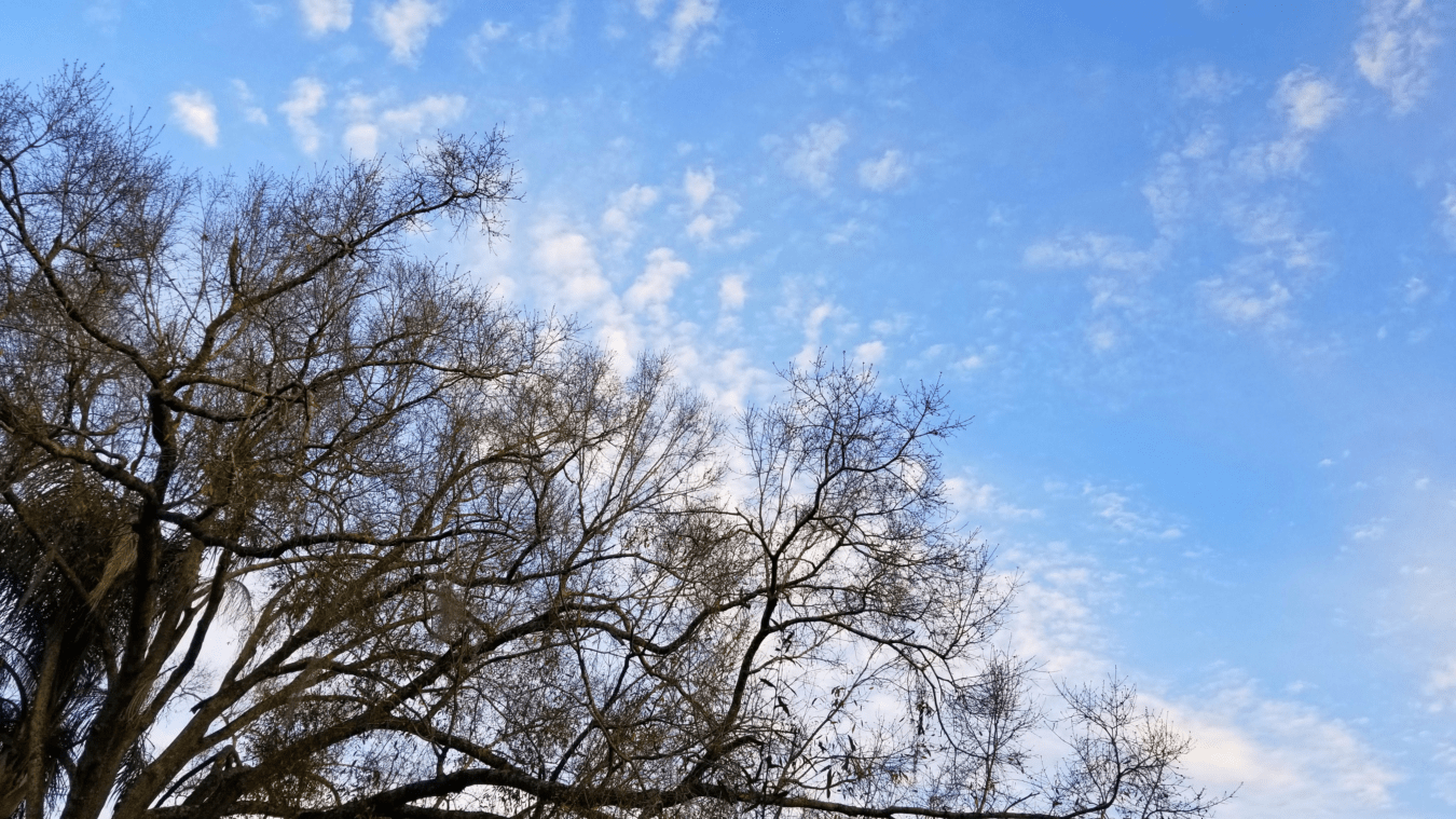 blue sky, outdoors, cloud, tree, clouds, daylight, branches, blue, outside, oak