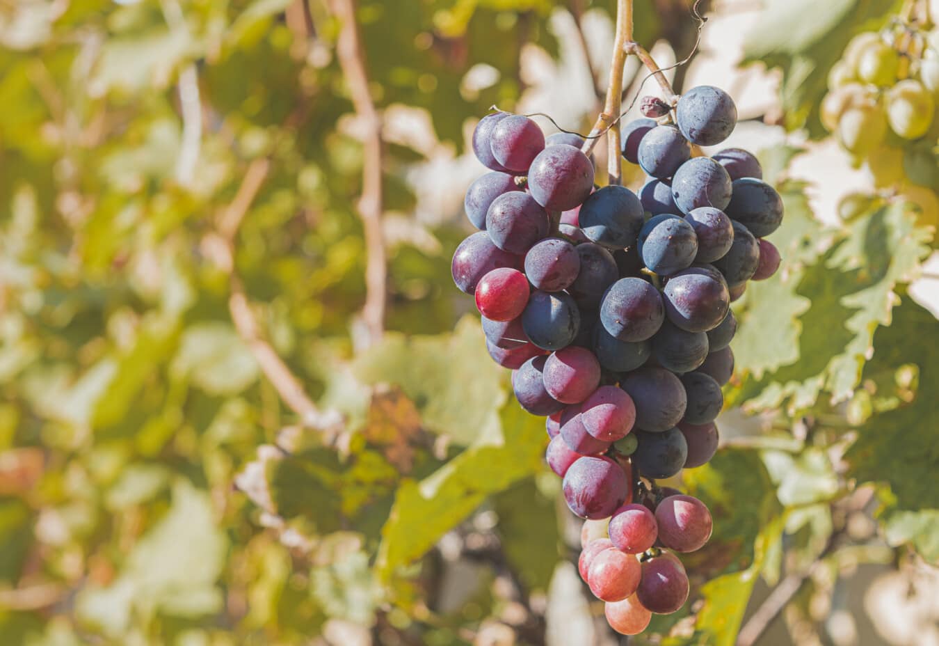 buah yang matang, anggur, musim gugur musim, pemeliharaan anggur, kebun anggur, selentingan, buah, keunguan, alam, anggur