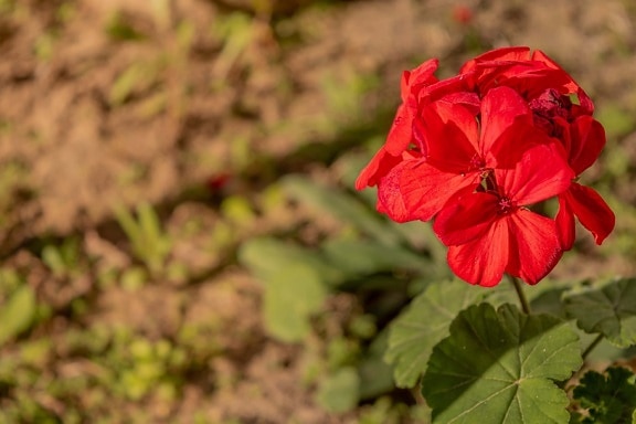 geranium, dark red, flower, horticulture, gardening, nature, herb, plant, leaf, outdoors