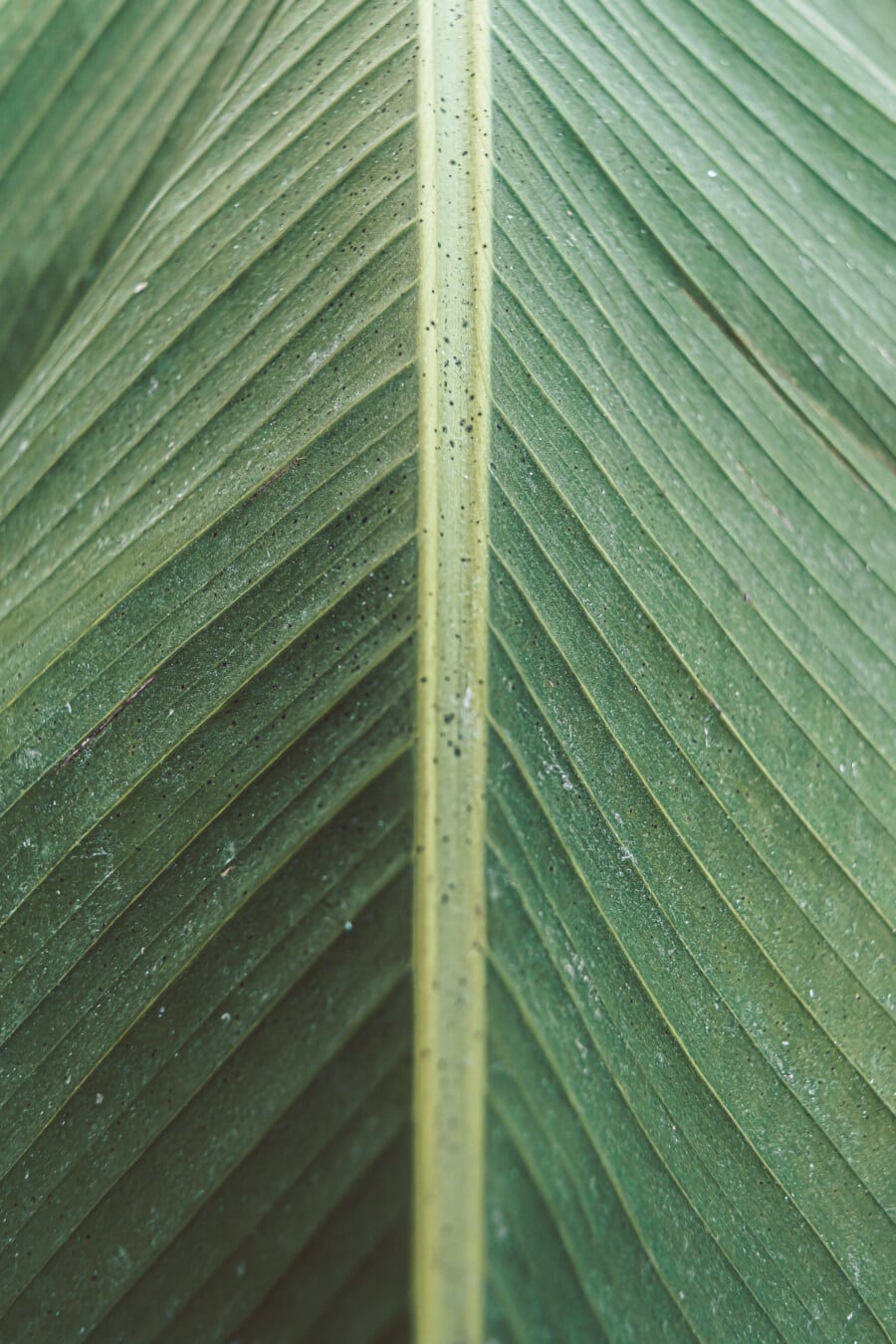 leaf, banana, bright, green leaf, close-up, details, nature, flora, texture, tropical