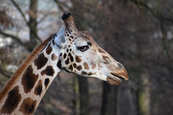 giraffe, hoofd, nek, lange, dieren in het wild, dier, hoog, oog, portret, neus