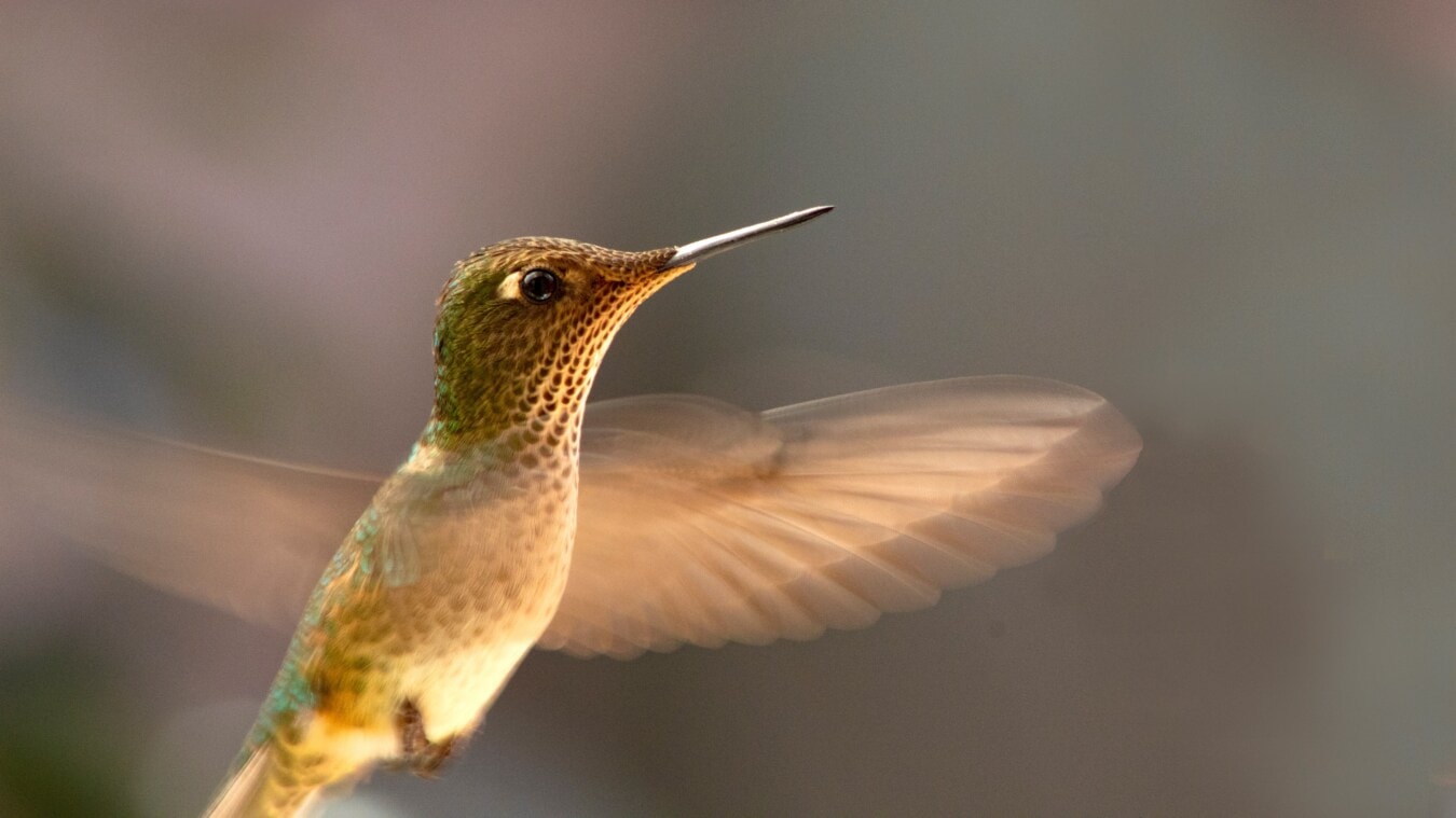 Närbild av kolibri i flykt med vingrörelse