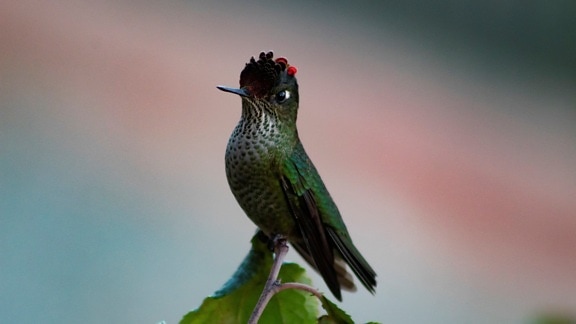 Green-backed firecrown, hummingbird, Sephanoides sephaniodes, dark green bird, feather, specie, endemic