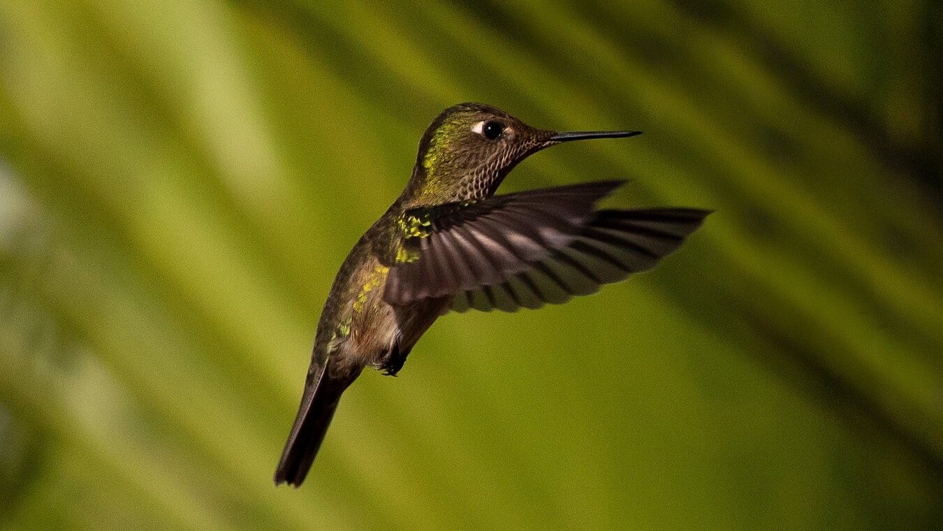 hummingbird, green, flight, wings, close-up, side view, nature, wildlife, bird, animal