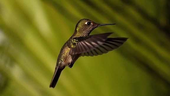 Vihreäselkäinen kolibri (Sephanoides sephaniodes) vihreillä siivillä lennossa lähikuva