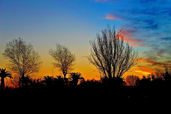 Matahari terbit dengan siluet pepohonan dalam kegelapan