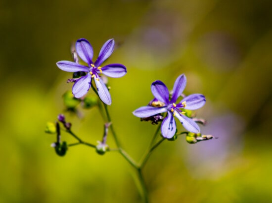 ungu, bunga, keunguan, kelopak bunga, merapatkan, fokus, bunga, daun, tanaman, flora