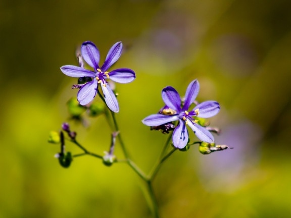 紫罗兰色, 花, 紫色, 花瓣, 近距离, 重点, 花, 叶, 植物, 植物区系
