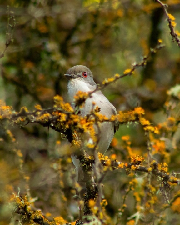 Diukonový pták s ohnivýma očima (Xolmis pyrope) na stromě venku za denního světla