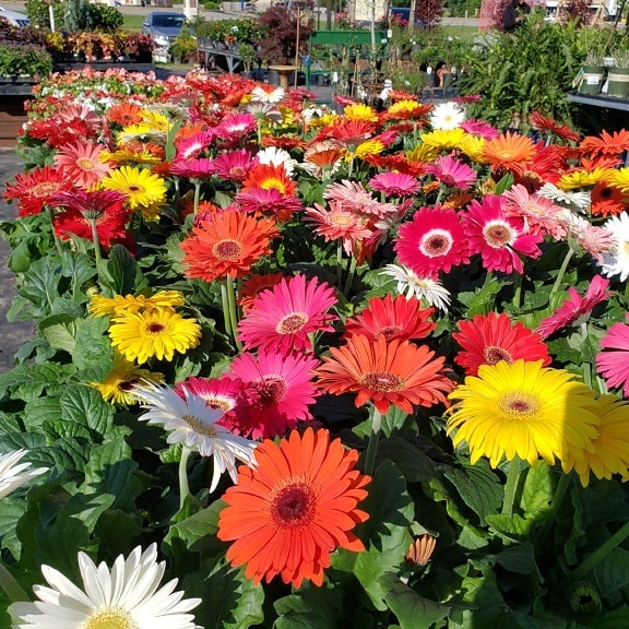 Colorful chrysanthemum and other flowers on street marketplace