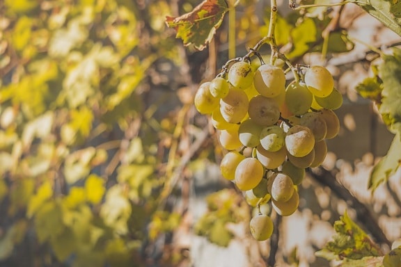 Organic ripe yellowish grapes hanging from grapevine at autumn in vineyard