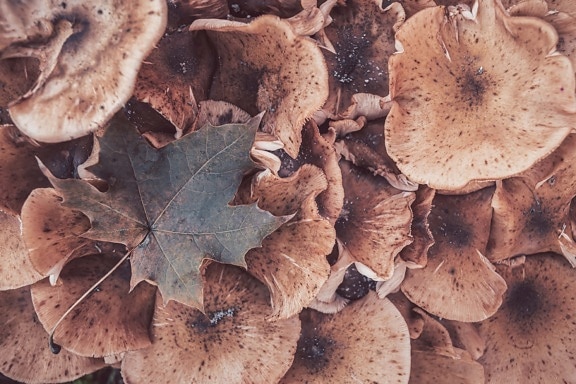 herfst seizoen, paddestoelen, esdoorn, droog, blad, organisme, schimmel, natuur, paddestoel, bruin