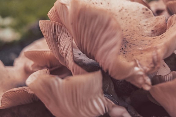 Zbliżenie jasnobrązowego skupiska zarodników grzybów w sezonie jesiennym
