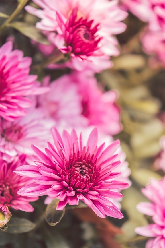 Leuchtend rosafarbene Chrysanthemenblütenknospen Nahaufnahme von blühenden Blumen