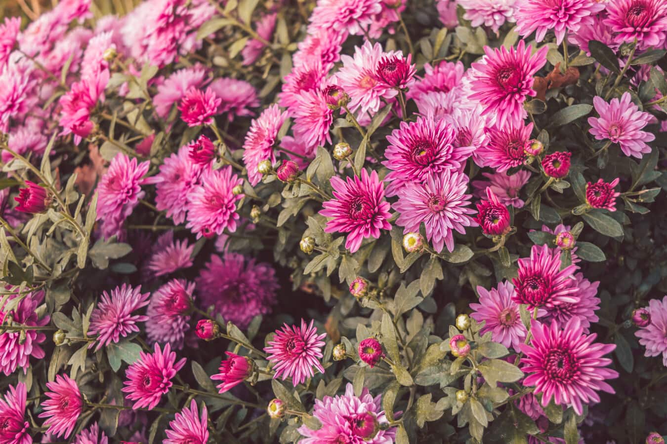 Розоватые цветы хризантемы распускаются в цветнике
