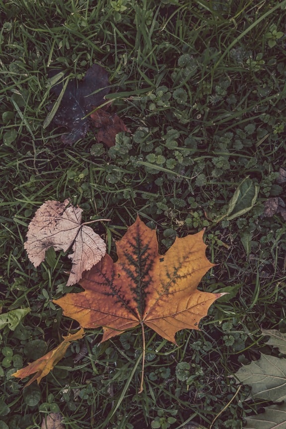 Dark green grass plants with dry maple leaves at autumn season