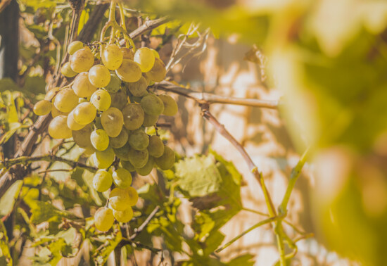 druiven, rijp fruit, geel, productie, organische, landbouw, wijngaard, vrucht