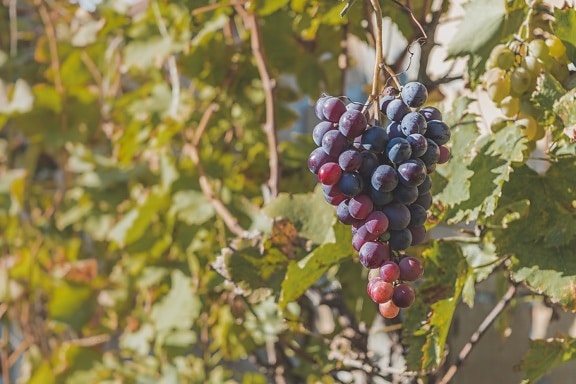 Lila Trauben hängen an Weinreben im Bio-Weingarten