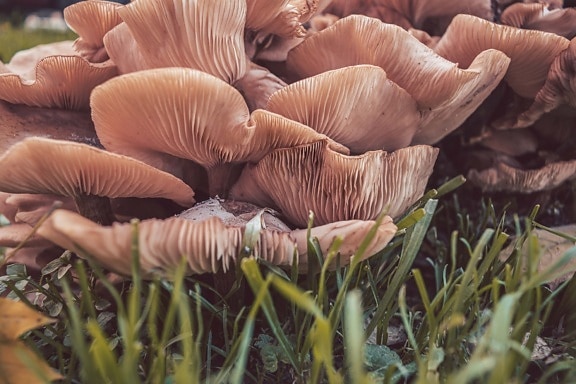 Close up of poisonous mushrooms with details of cluster of fungus