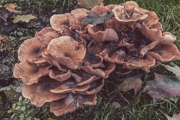 Cluster of light brown mushrooms and leaves in grass at autumn season