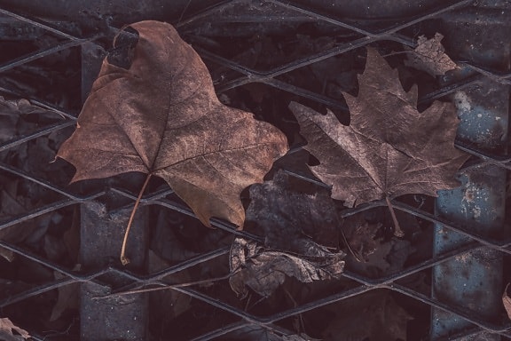 leaves, maple, dry, grid, metal, sewer, autumn, leaf