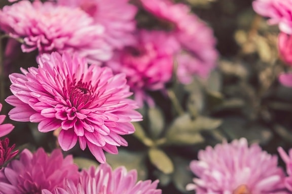 Chrysantheme, Rosa, Nahansicht, Blütenknospe, Blumengarten, Blüte, Blume, Anlage