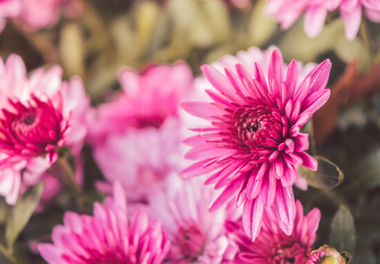 flores, brillante, rosado, de cerca, pétalos de, cluster, floración, flor