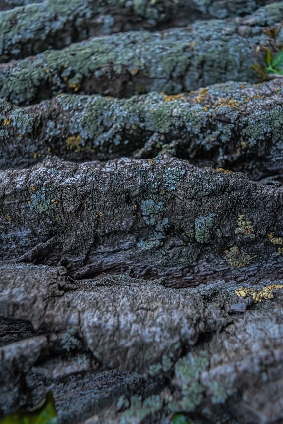 Arbore de mușchi cu ciuperci și lichen pe suprafața scoarței brute a trunchiului copacului