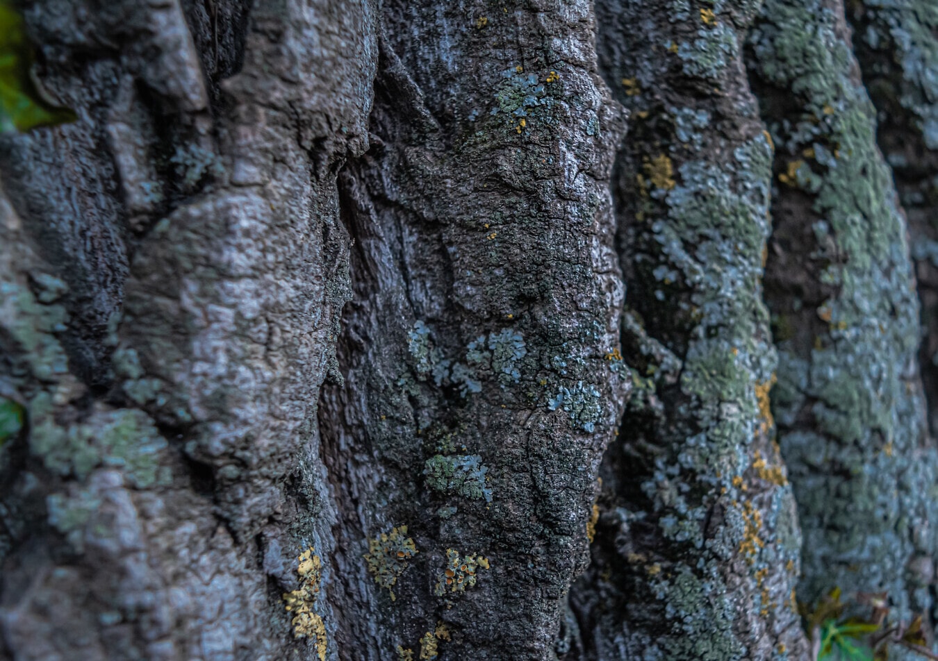écorce, texture, moussu, lichen, fermer, arbre, rugueux, surface