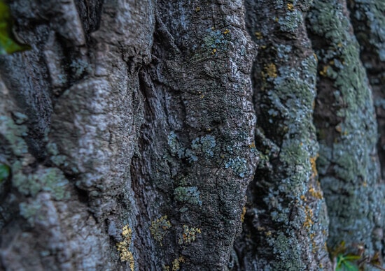 scoarţă de copac, textura, acoperit de muşchi, lichen, până aproape, copac, stare brută, suprafata