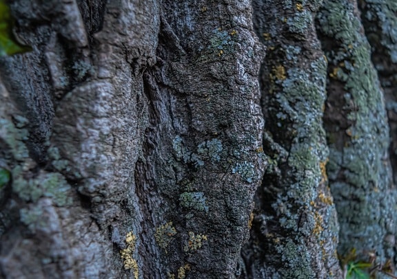 Mossig barktextur med lavnärbild av grov trädstamyta