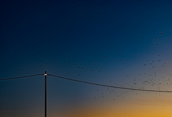 dunkelblau, Sonnenaufgang, Telefonmast, Telefonleitung, Vögel, Herde, fliegend, Draht