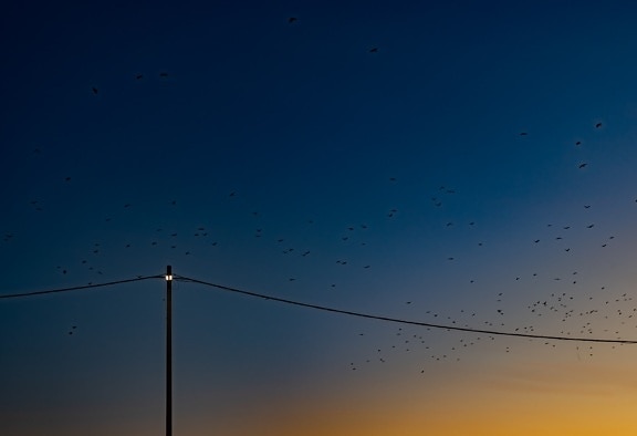 Telephone pole with telephone wire and flock of birds flying at sunrise on dark blue sky